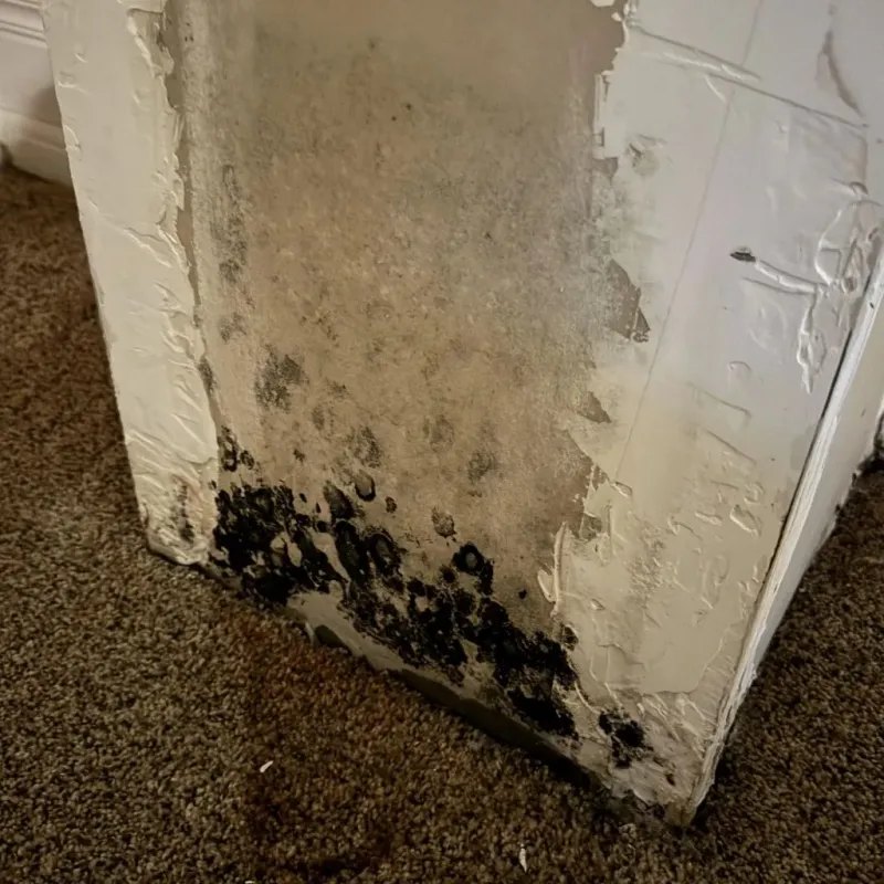 Professional Mold Removal in Marion County, OH